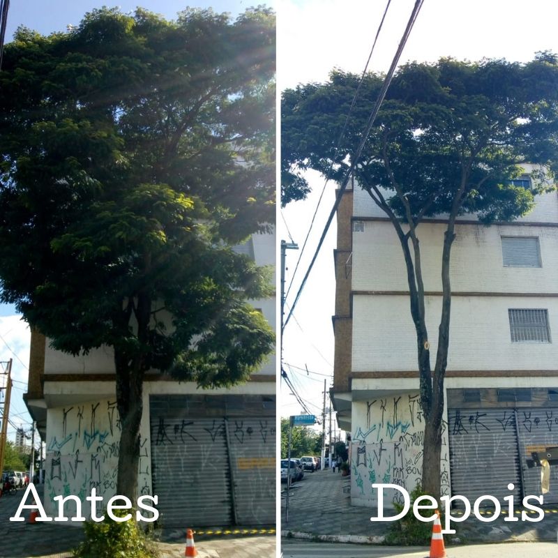 Antes e depois da poda de árvore na rua do Manifesto